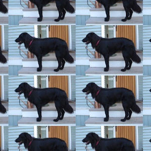 Meet your Posher, Toni-ann